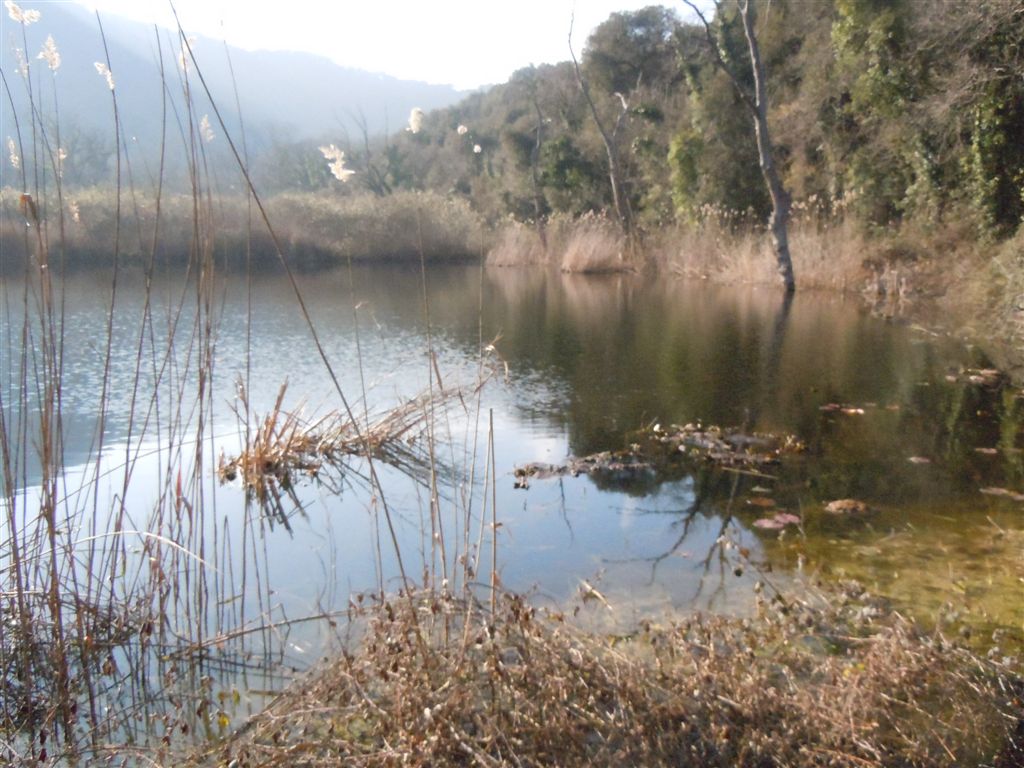 Rana da identificare - Pelophylax sp. (prov. Napoli)